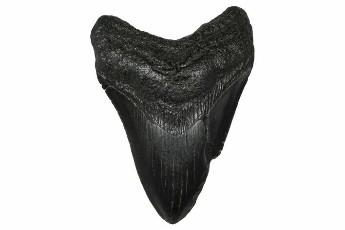 Serrated, Fossil Megalodon Tooth - South Carolina #374755